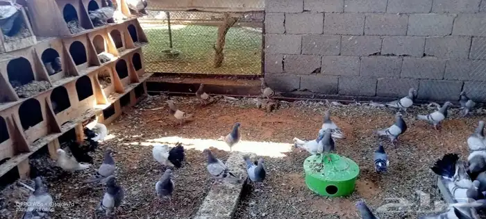 عشة حمام سلفر حوالي 100جوز يزود اوينقص شي بسيط 0