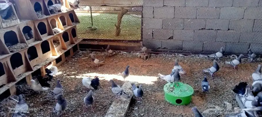 عشة حمام سلفر حوالي 100جوز يزود اوينقص شي بسيط 0