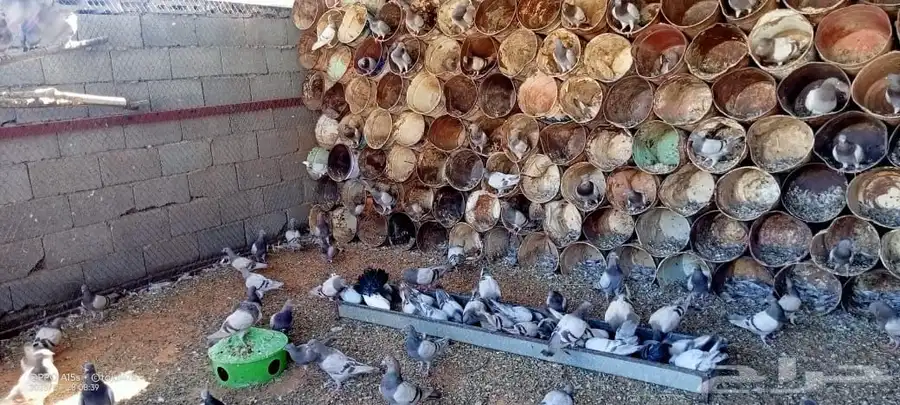 عشة حمام سلفر حوالي 100جوز يزود اوينقص شي بسيط 1