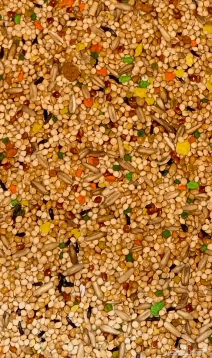 حب طيور 0