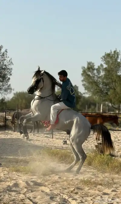خيل حصان شعبي حاار 6