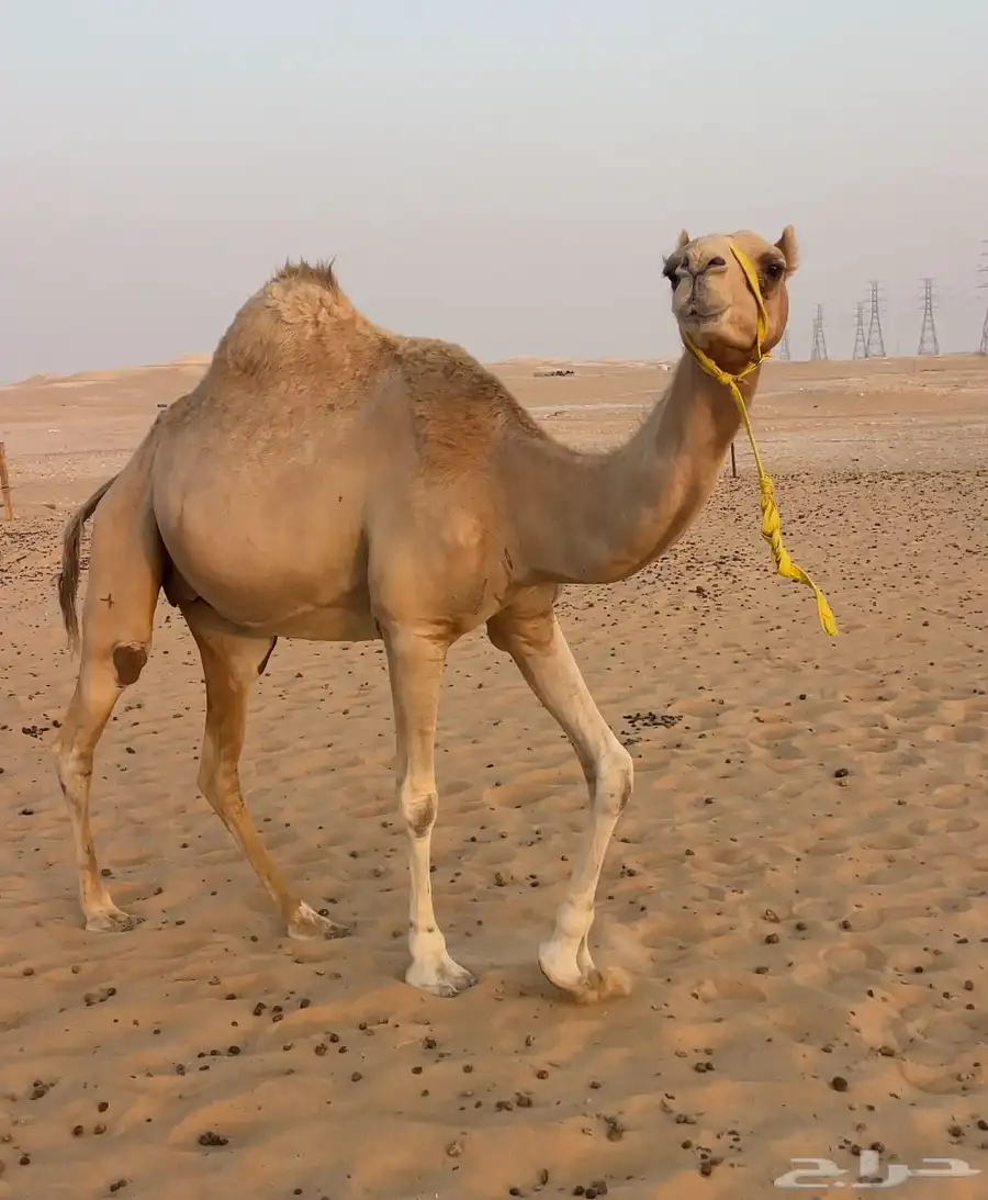 هجن كتبيه كفو متلي بعير ابن فطيس السوداني 0
