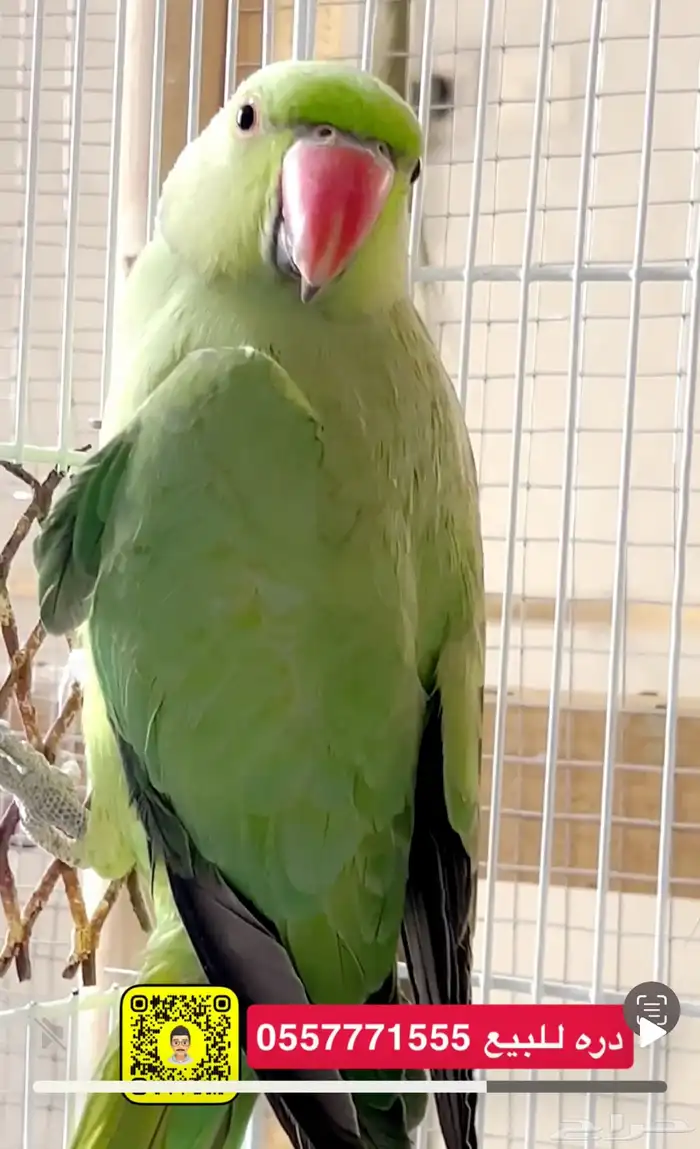 ببغاء دره ذكر بشهادة تحليل 0