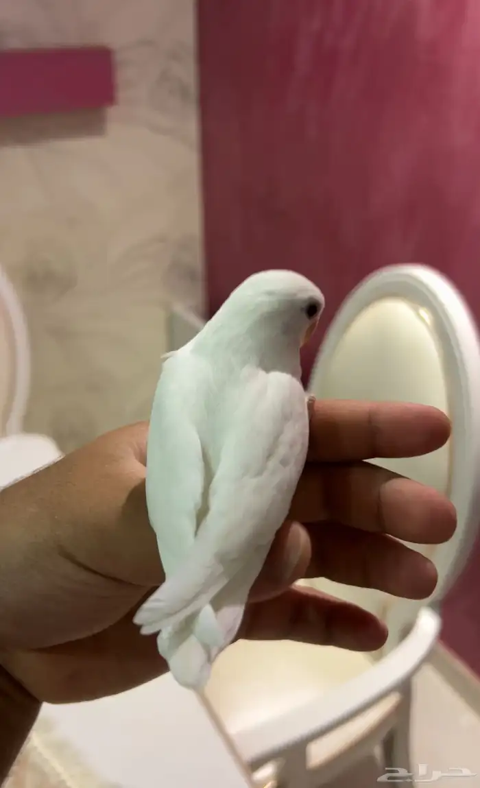 روز اليف جدا  هدد نشبه مناسب للاطفال 0
