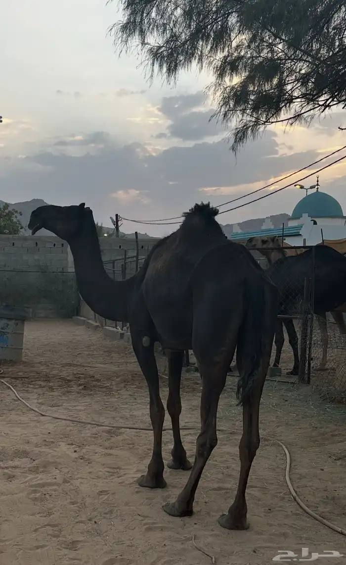ضروبه مجهم كفو 0