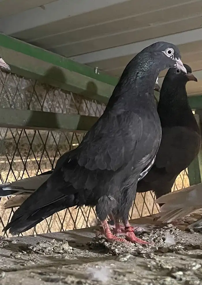 طبات كالو و رمبوري 9