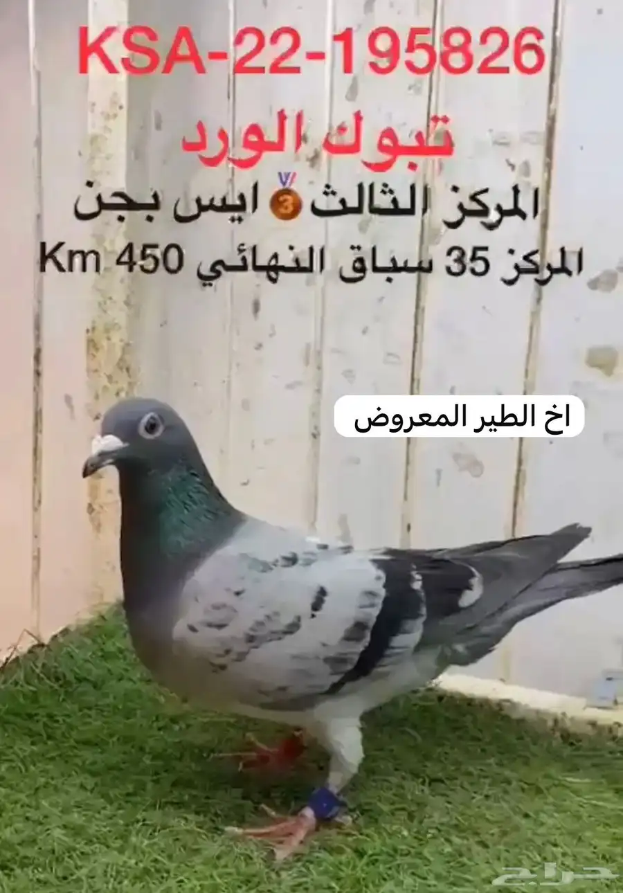 فرخ زاجل - اخ خليص الحجل ذهبي الثالث 2