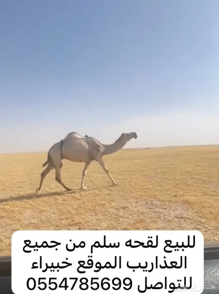 للبيع لقحه سلم من جميع العذاريب 1