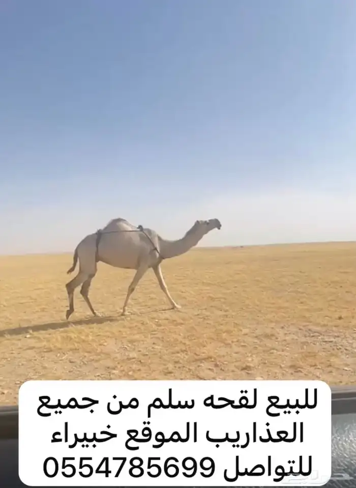 للبيع لقحه سلم من جميع العذاريب 0