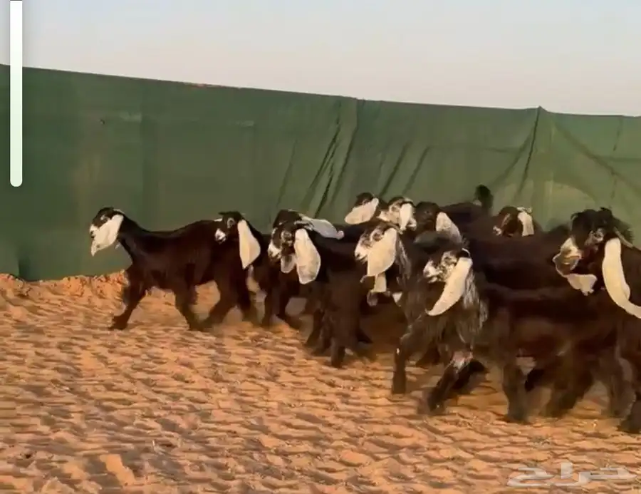 جذعات عوارض صنف الصنف 1