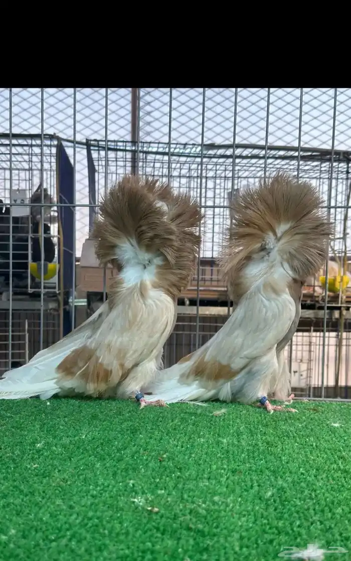 زوج جاكوبين كريمي بار فاخر 3