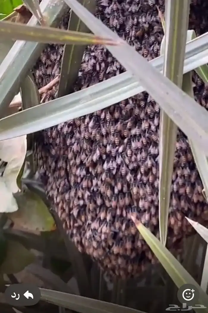 خلية نحل للبيع 0
