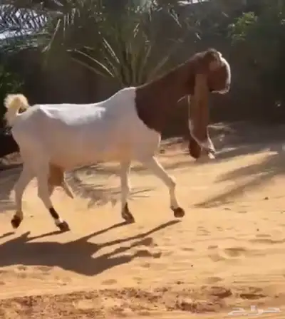تم البيع 1