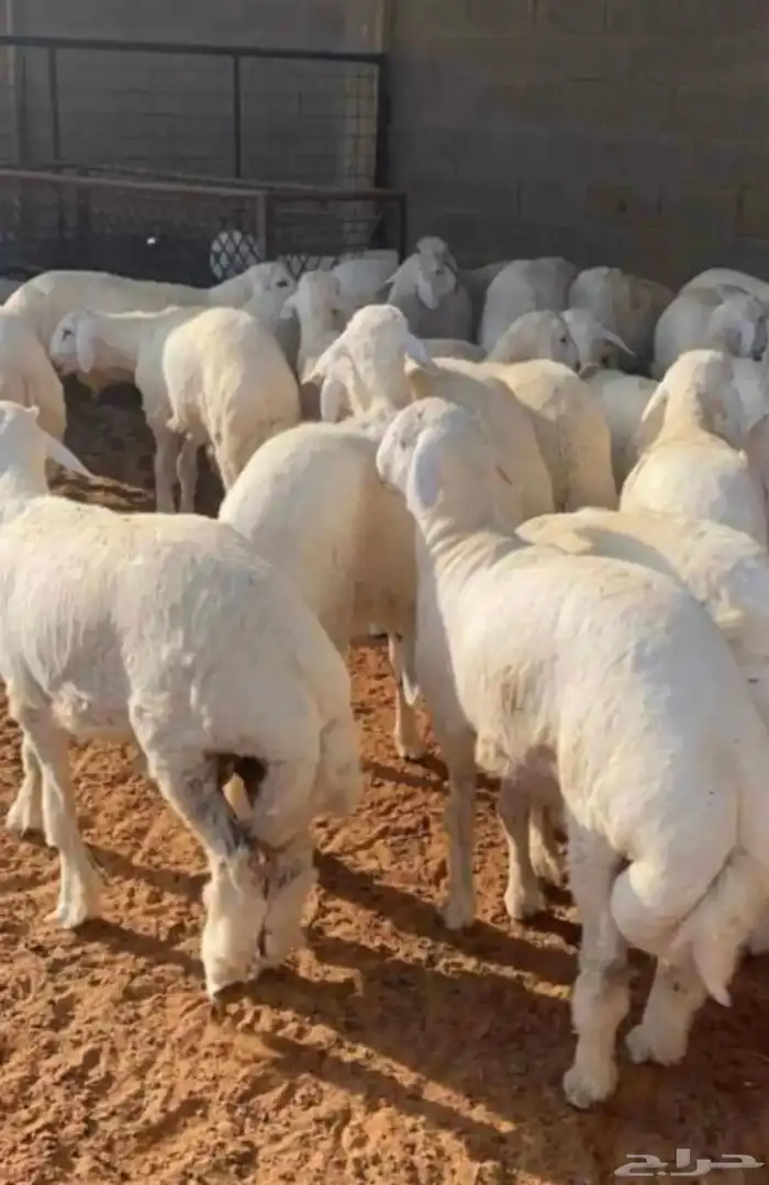ذبايح حري 0