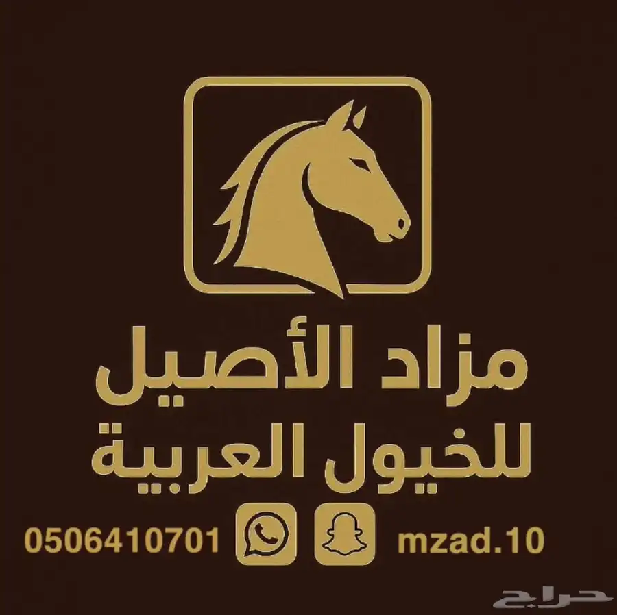 مزاد الاصيل للخيول العربيه 0