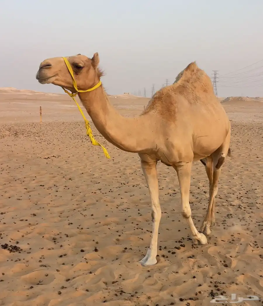 هجن كتبيه كفو متلي بعير ابن فطيس السوداني 1