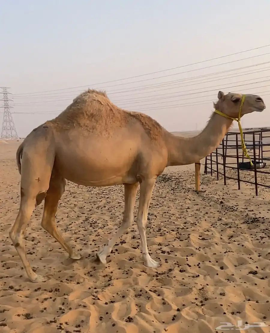 هجن كتبيه كفو متلي بعير ابن فطيس السوداني 2