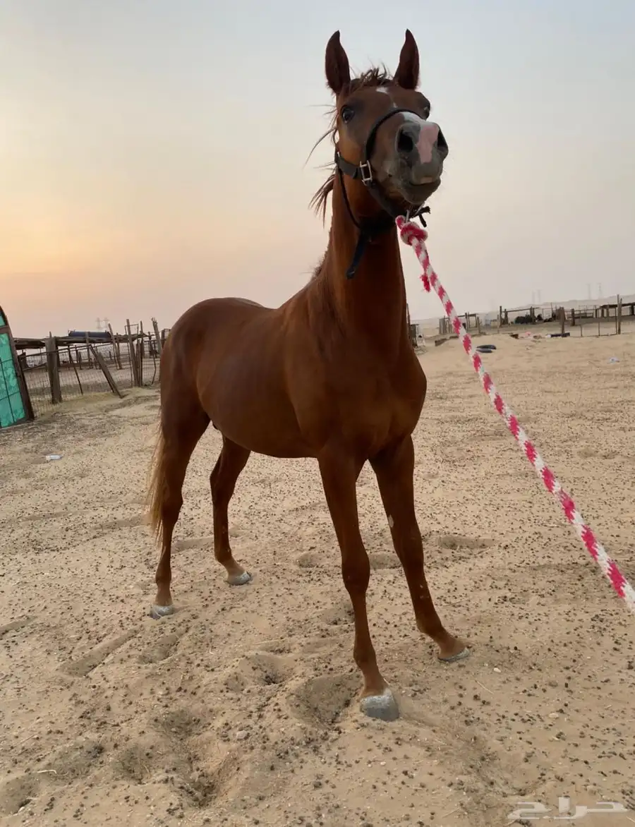 حصان عربي اصيل فاخر 2