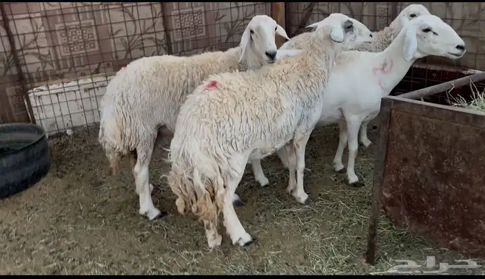 للبيع غنم ذبايح حيل وفل شحم 0