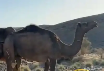 ناقتين ضايعه 1