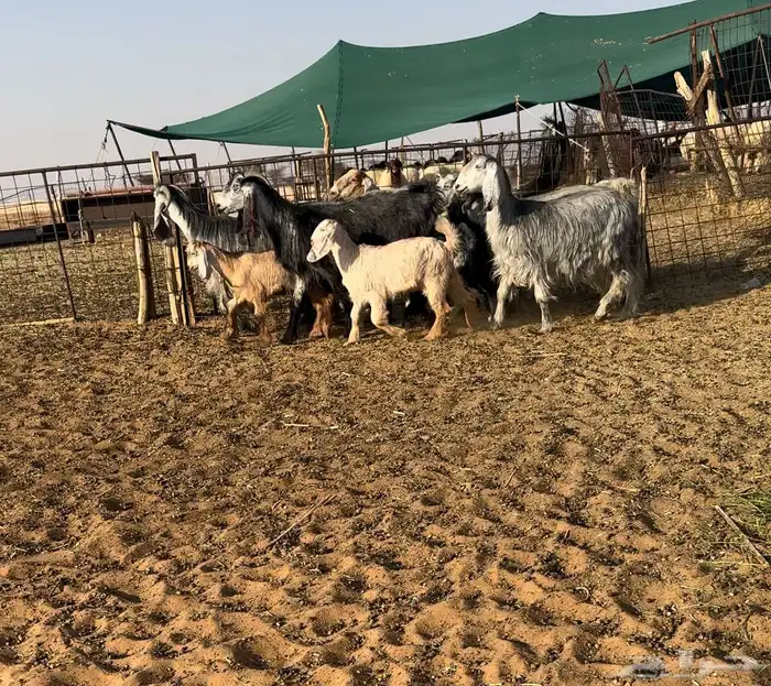 ماعز مصريات مواليد تم البيع 1