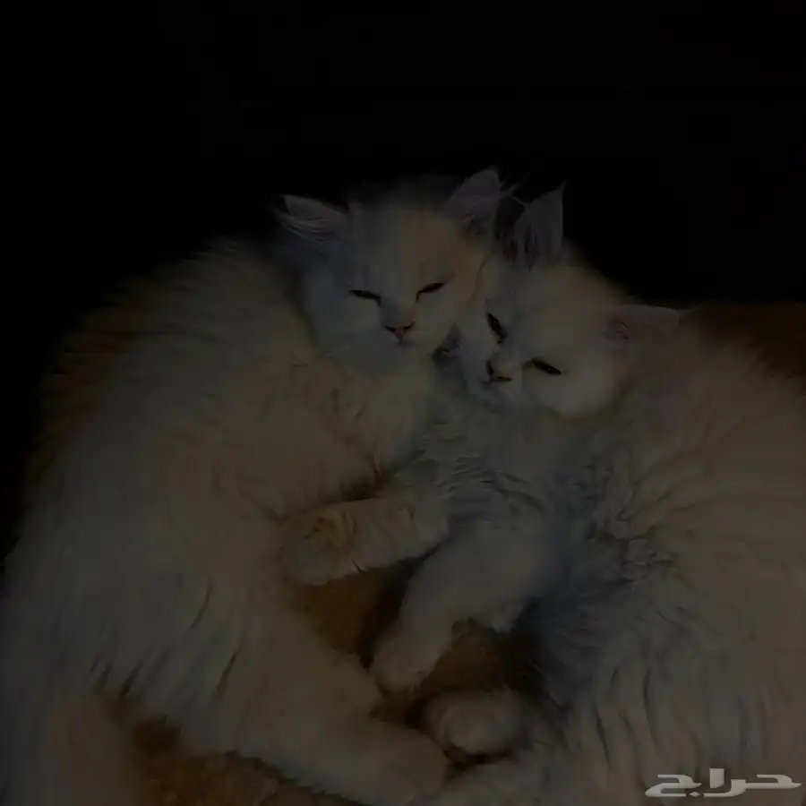 قطط للبيع شيرازي هيملايا 1