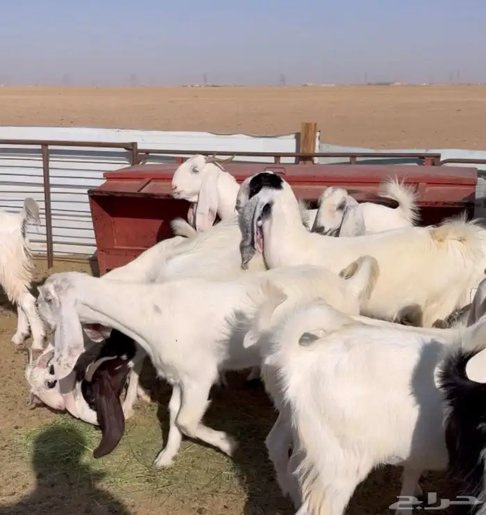 معزا بيض فاخرة 0
