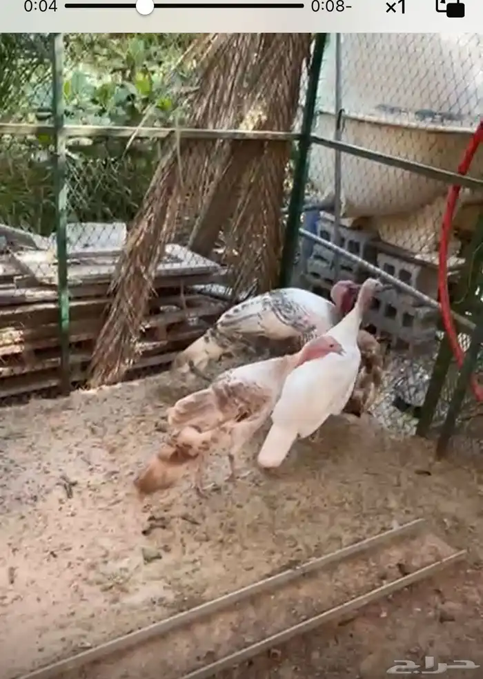 جوز رومي 2