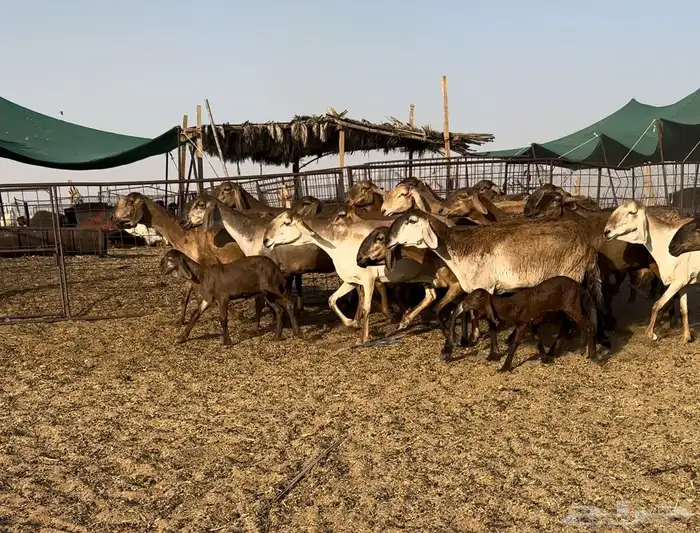 غنم سواكن دفيع ومواليد تم البيع 0