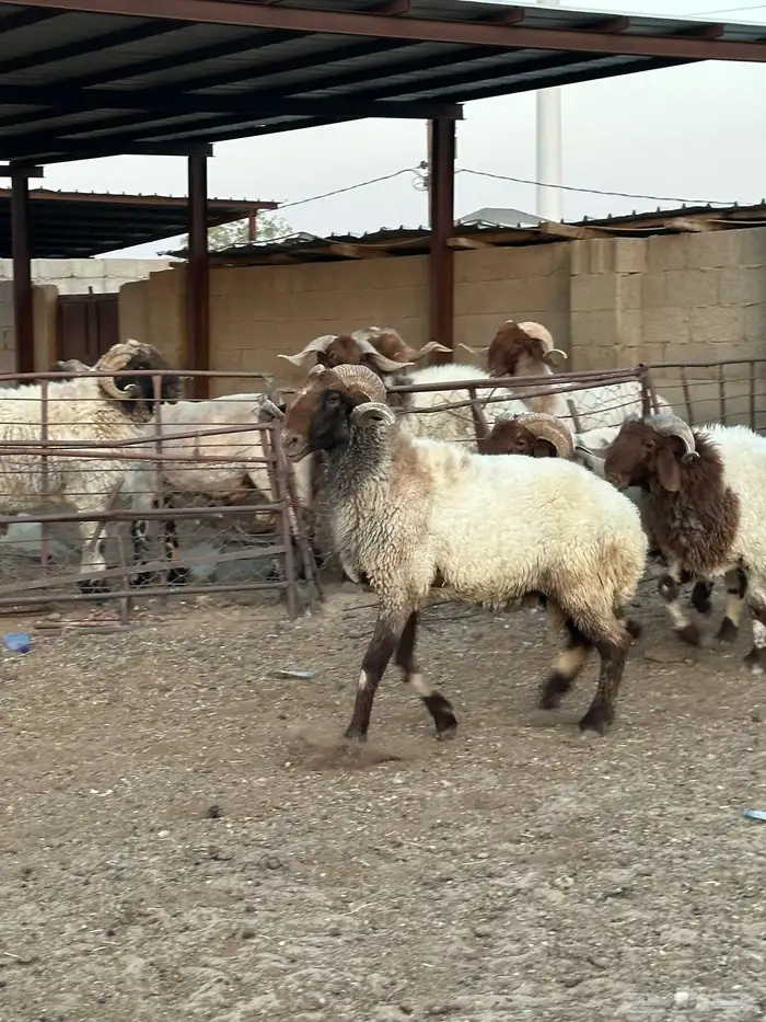 فحول أنعيم طيبه اللبييع 4