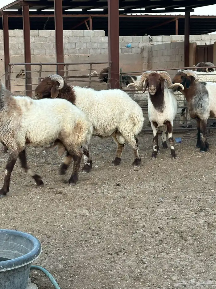 فحول أنعيم طيبه اللبييع 0