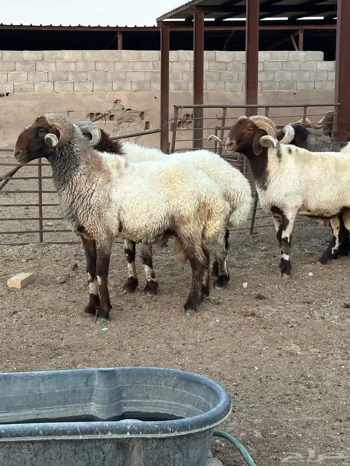 فحول أنعيم طيبه اللبييع 1