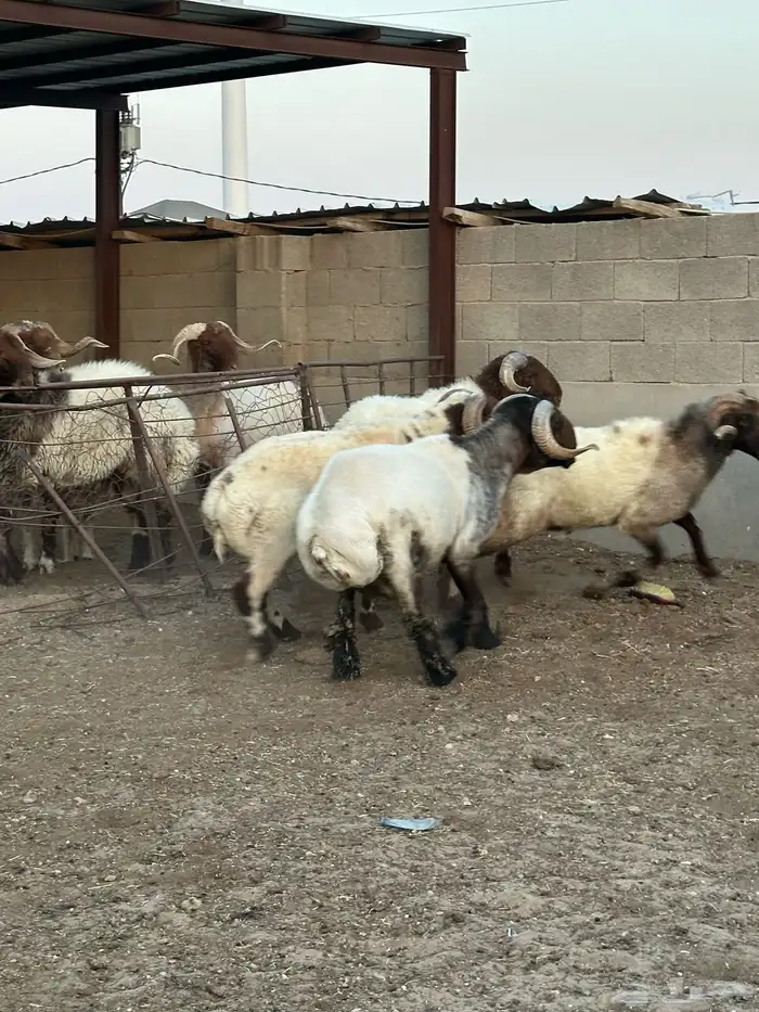 فحول أنعيم طيبه اللبييع 10