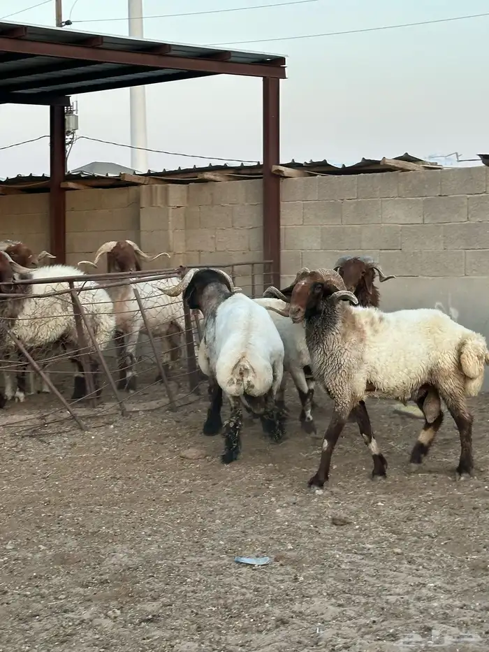 فحول أنعيم طيبه اللبييع 7