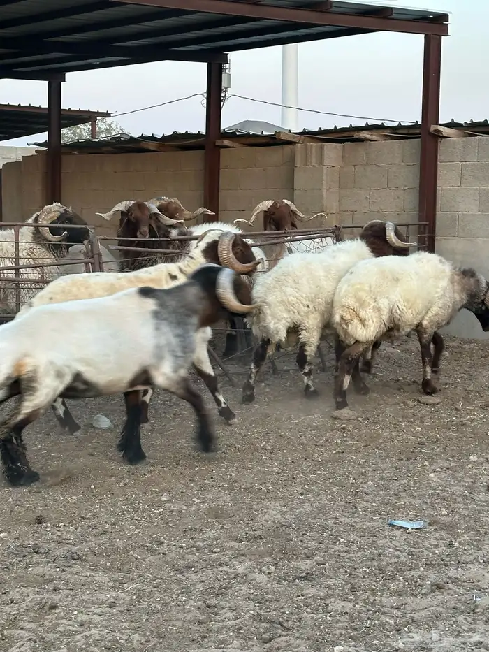 فحول أنعيم طيبه اللبييع 8