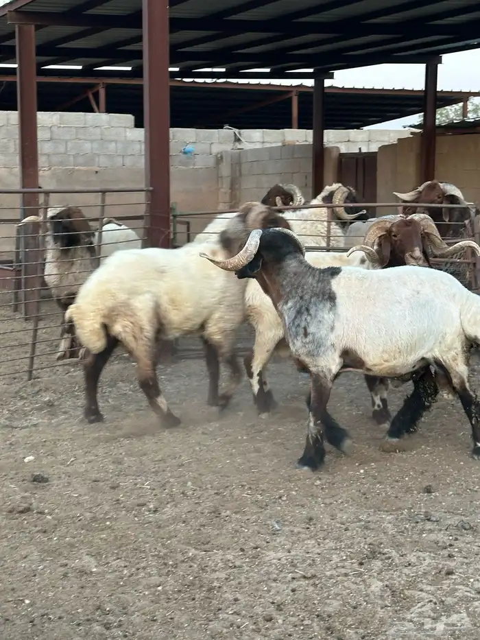 فحول أنعيم طيبه اللبييع 5