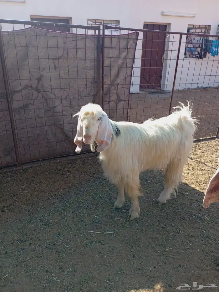 تيس فحل للبيع 0