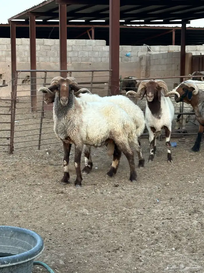 فحول أنعيم طيبه اللبييع 11