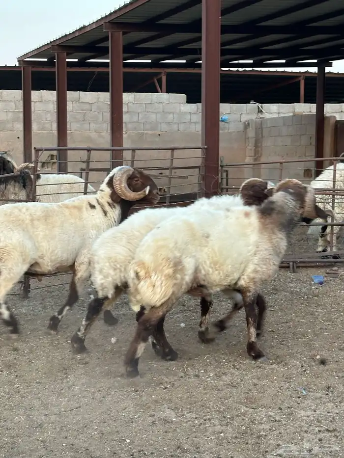 فحول أنعيم طيبه اللبييع 6