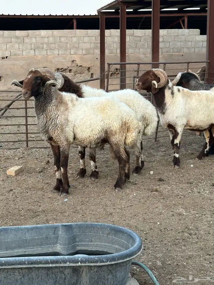 فحول أنعيم طيبه اللبييع 3