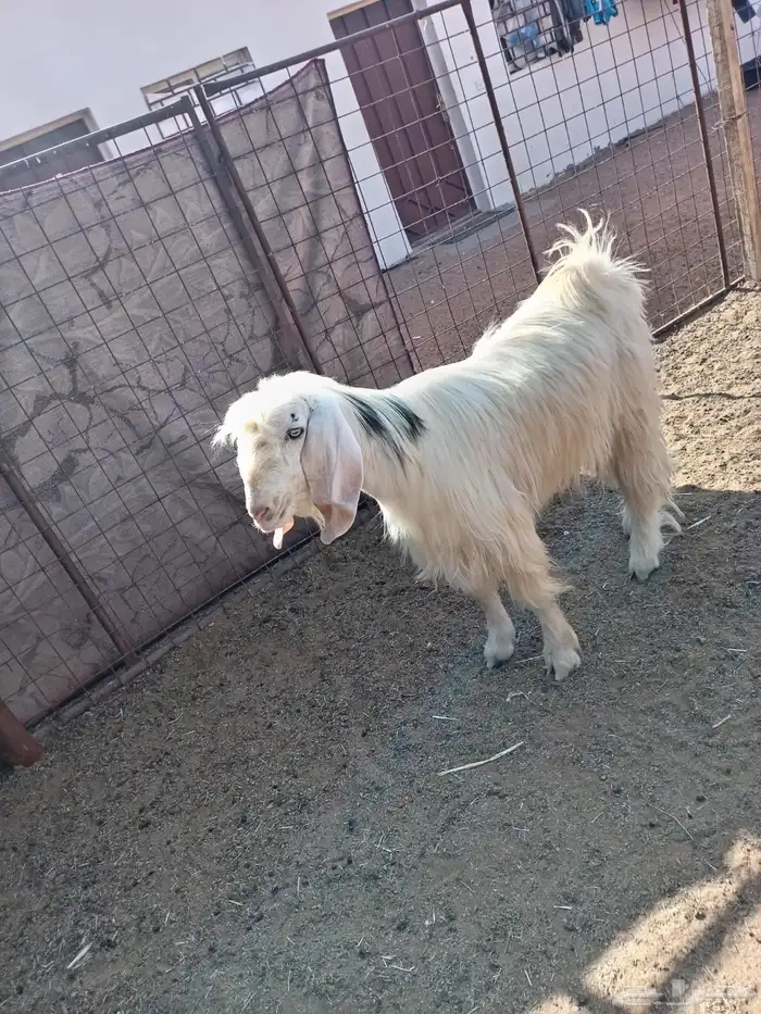 تيس فحل للبيع 1