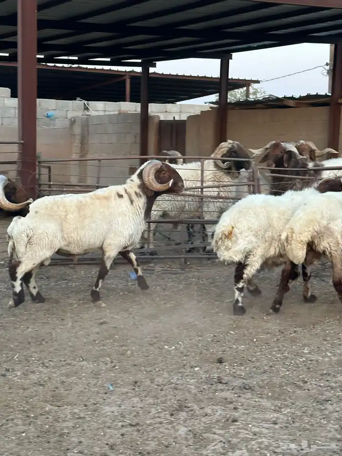 فحول أنعيم طيبه اللبييع 9