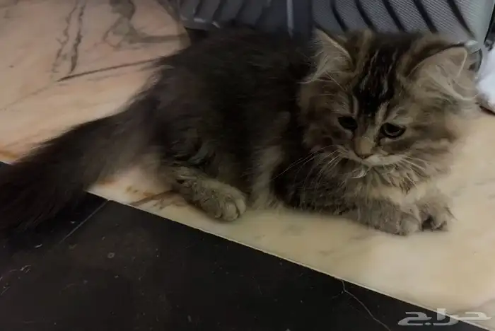 قط ذكر سكوتش فولد بيور وانثى شيرازى للتبنى 2