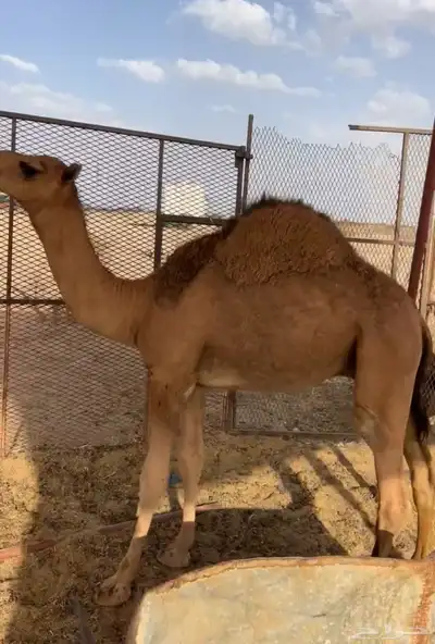 حشو للبيع العدد 2 0