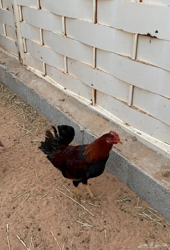ديك عربي للبيع 3