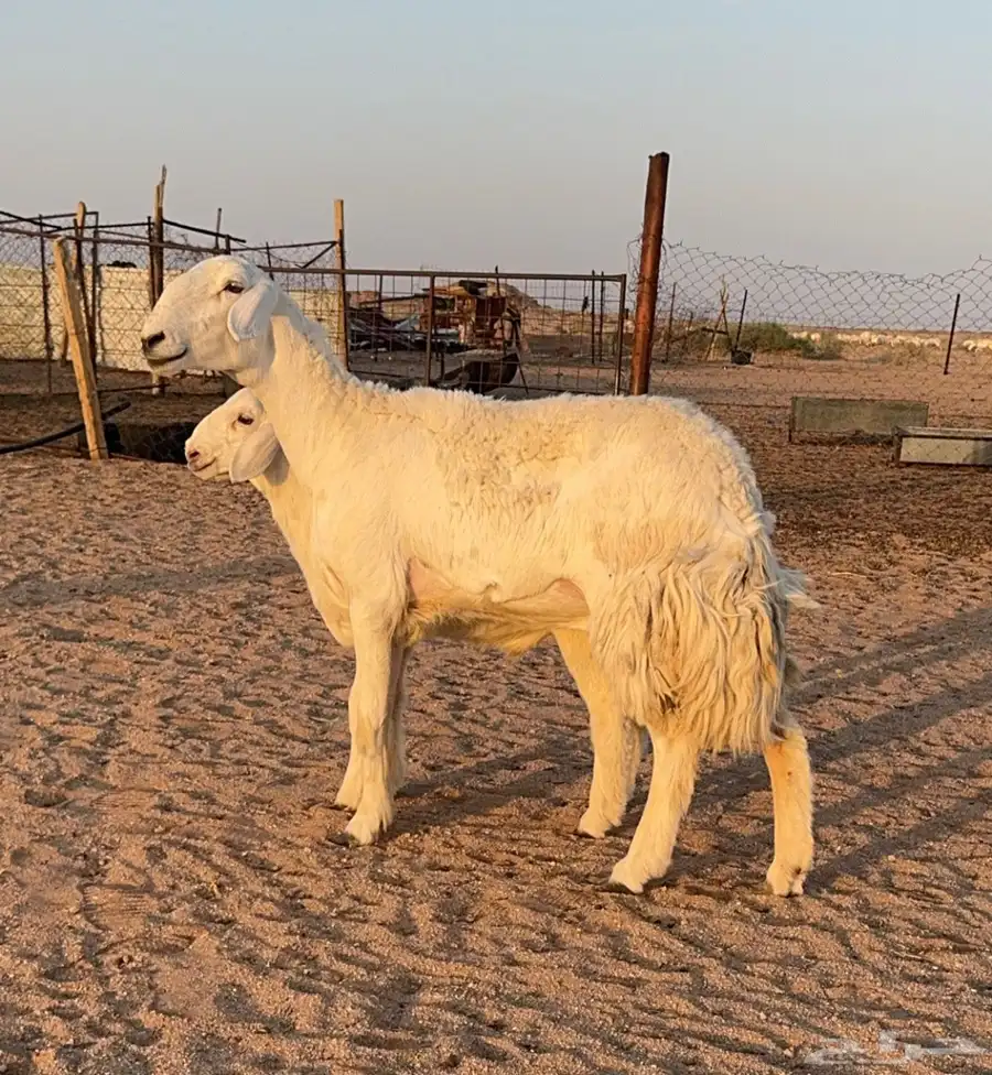 للبيع شاه خلفه صنف الصنف وجريم حدرها خروف كفو 0