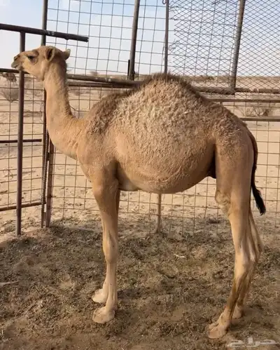 حشو للبيع العدد 2 2