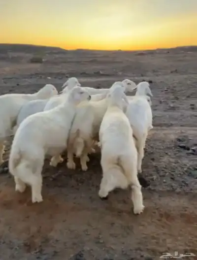 طليان حريه تم البيع 0