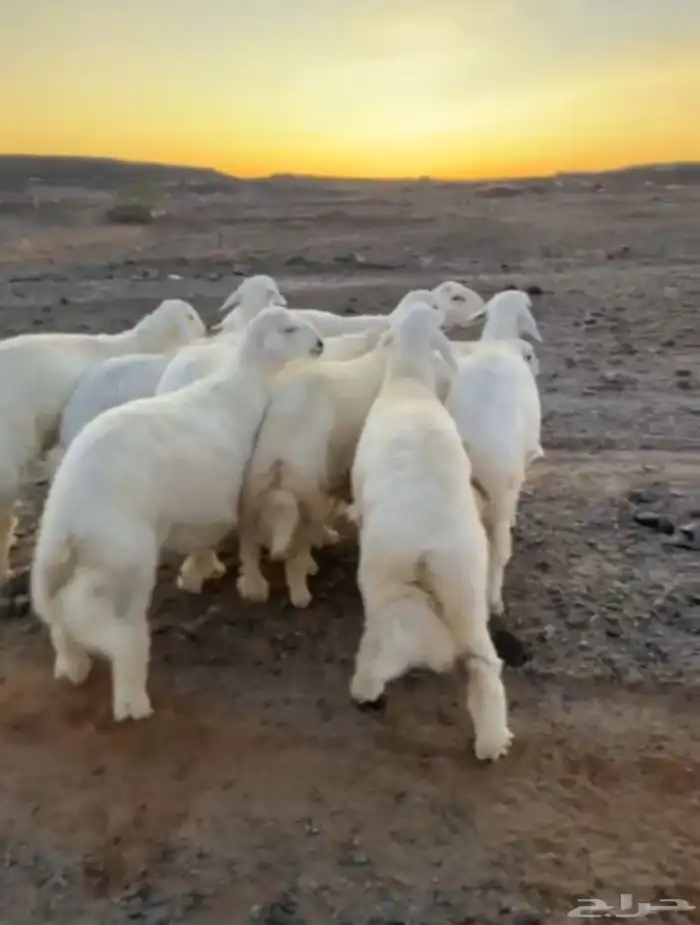 طليان حريه تم البيع 0