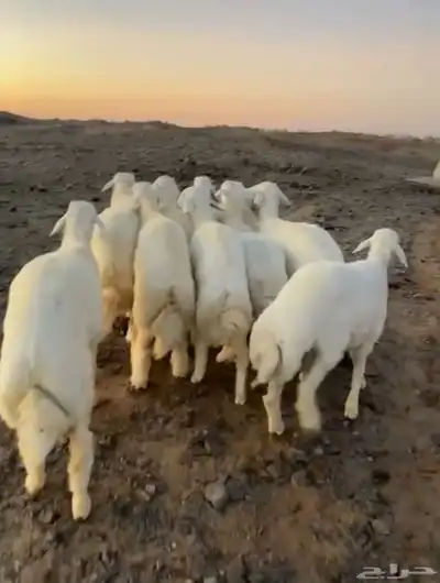 طليان حريه تم البيع 1